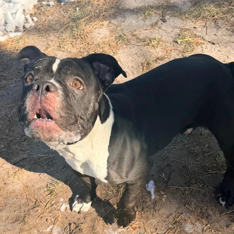 Dynamite thumbnail 2