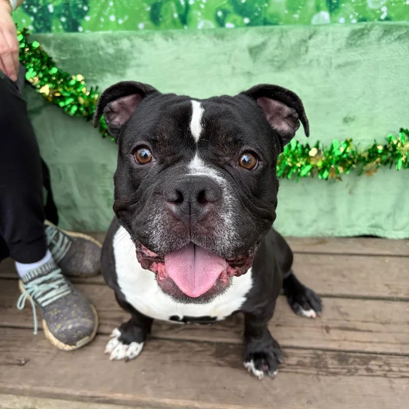 Dynamite thumbnail 3