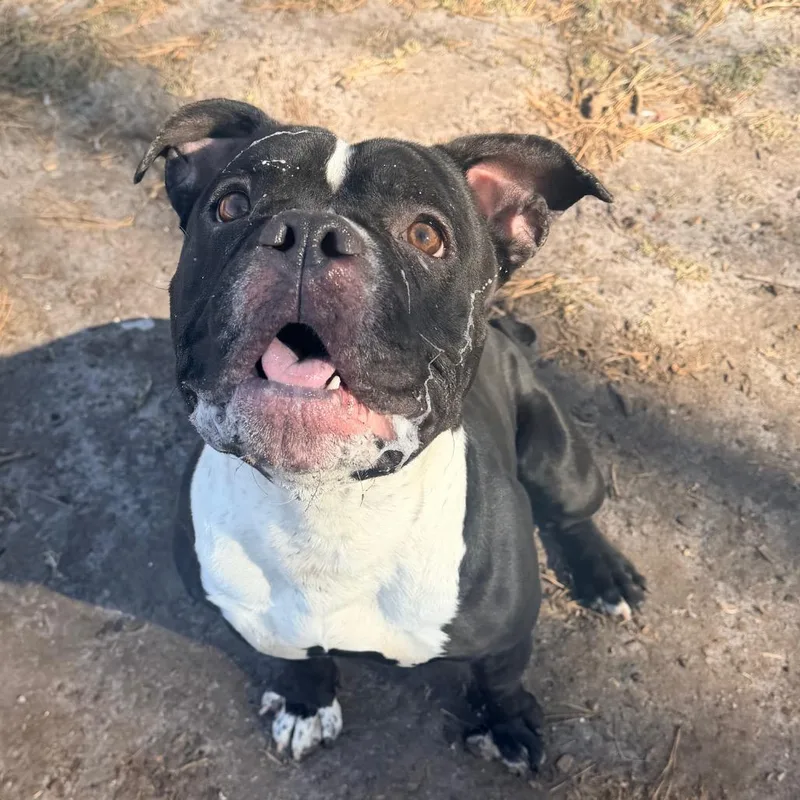 Dynamite thumbnail 4