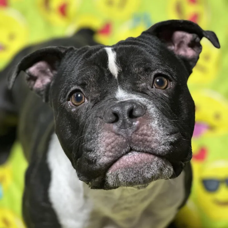 Dynamite thumbnail 5