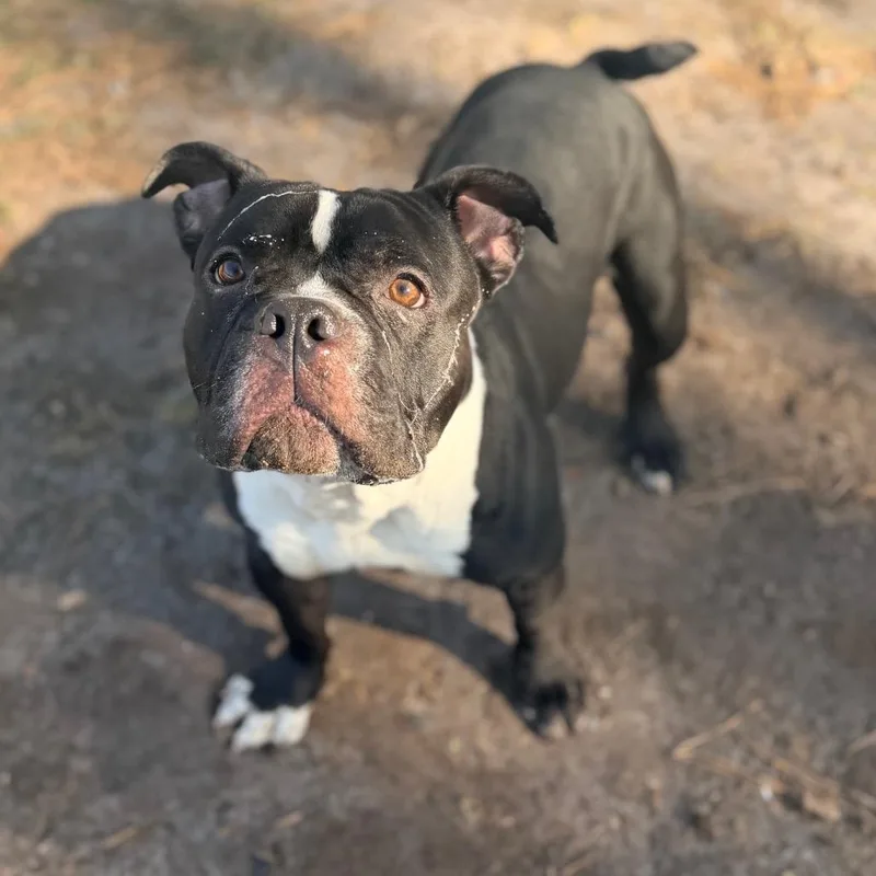 Dynamite thumbnail 6