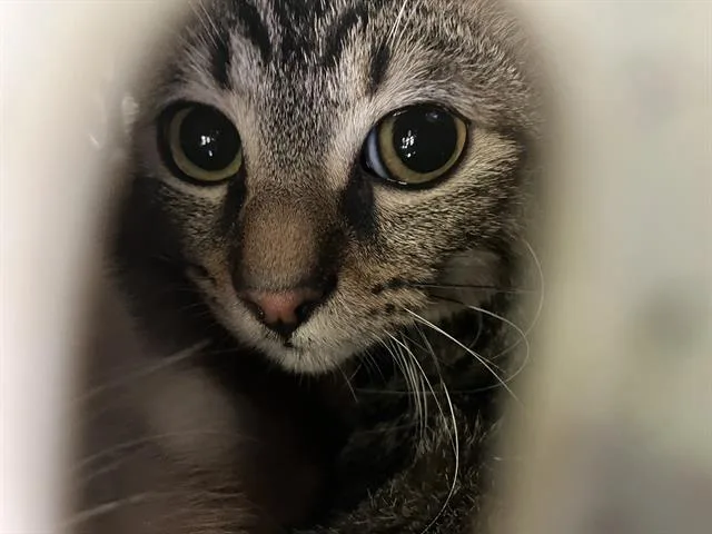 A baby small-sized female Domestic Short Hair cat named Charlie for adoption in Dallas, TX