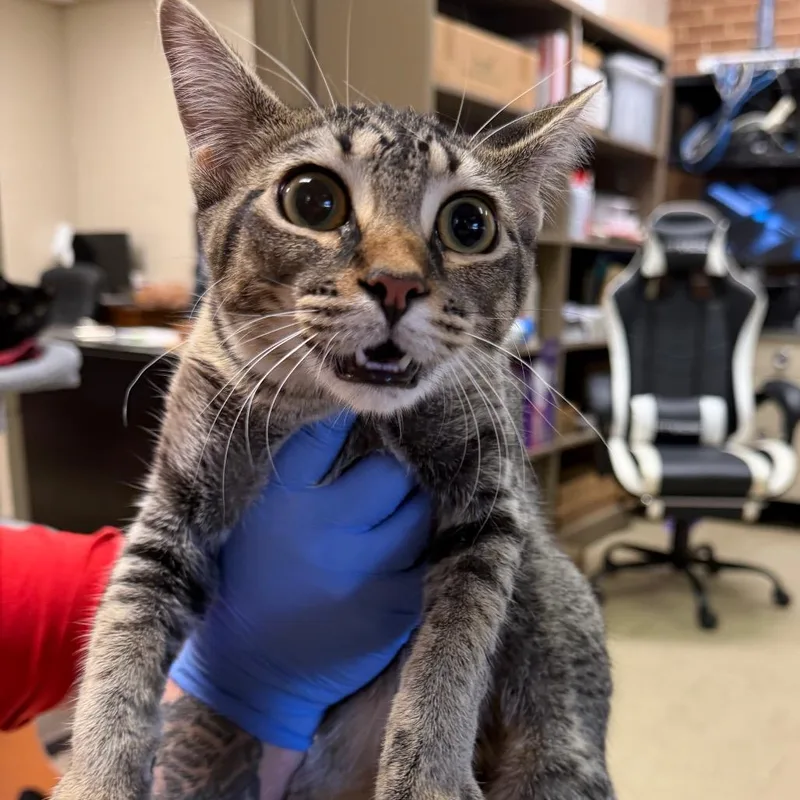 A young medium-sized female Brown / Chocolate Domestic Short Hair cat named Lucy for adoption in Birmingham, AL