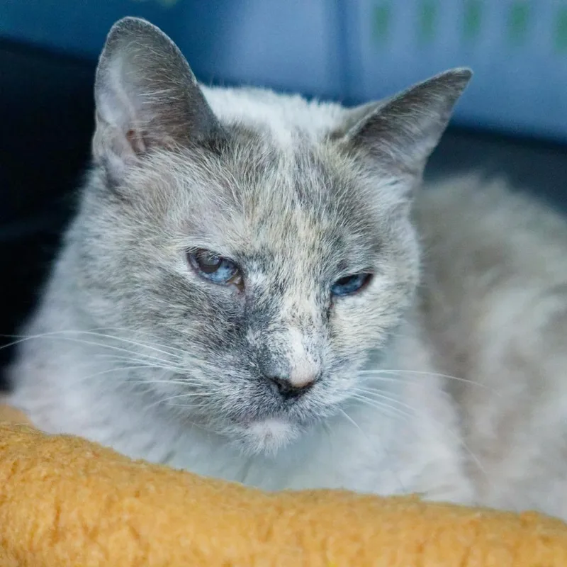 A senior medium-sized female Siamese cat named Cooper for adoption in Hot Springs, AR