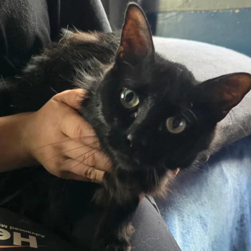 A young medium-sized female Black Domestic Short Hair cat named Hazel for adoption in Klamath Falls, OR