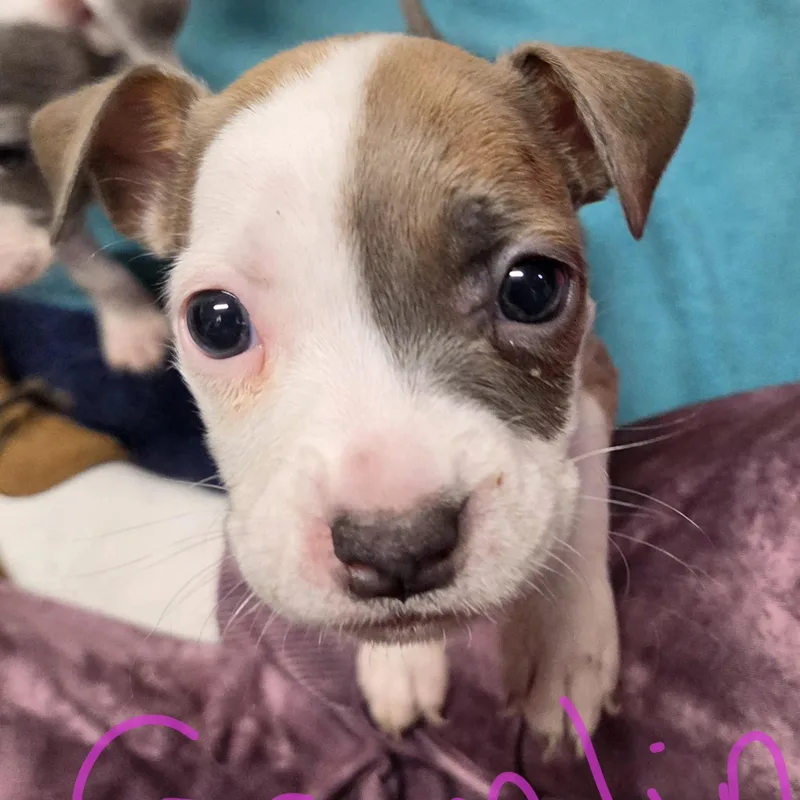 A baby medium-sized female White / Cream Pit Bull Terrier dog named Gremlin for adoption in Wyandotte, MI