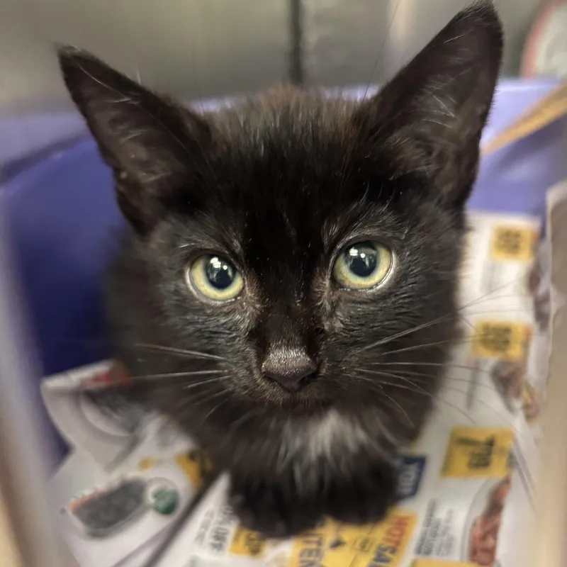 A baby medium-sized male Black Domestic Short Hair cat named Frakenstein for adoption in Mount Airy, NC