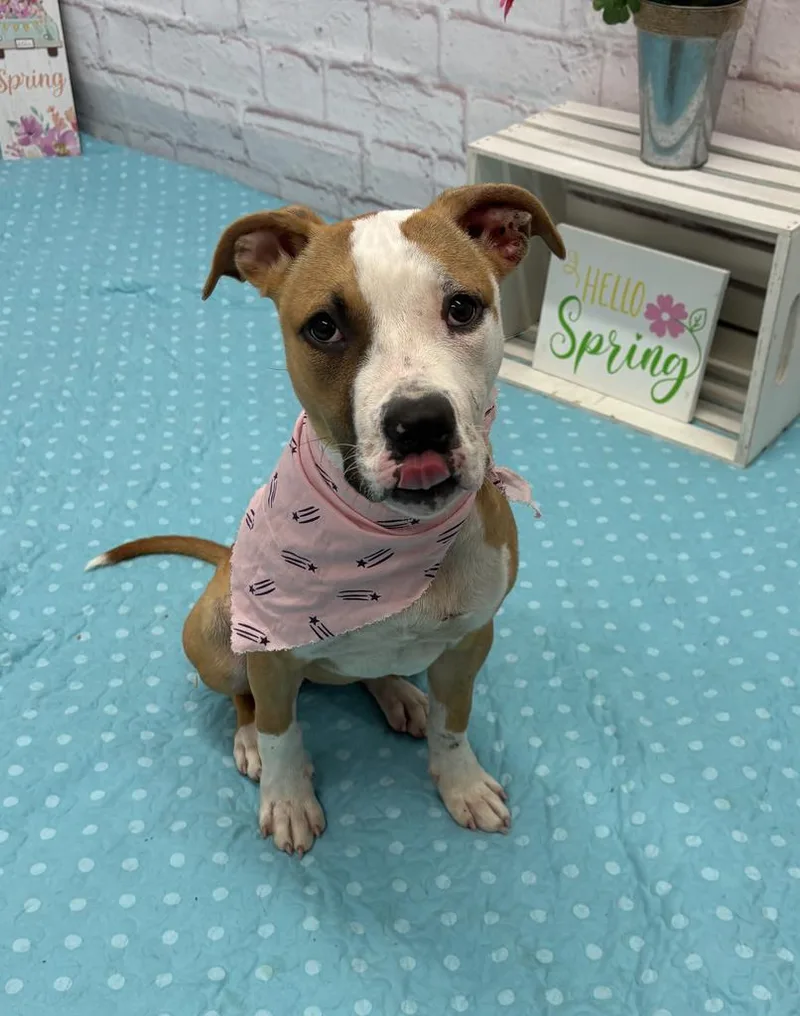 A baby medium-sized female Mixed Breed dog named Dolce for adoption in Detroit, MI