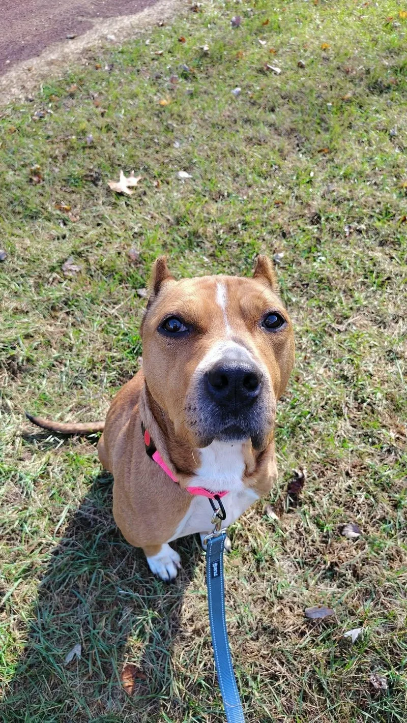 An adult medium-sized female Pit Bull Terrier dog named Winnifred for adoption in New London, WI