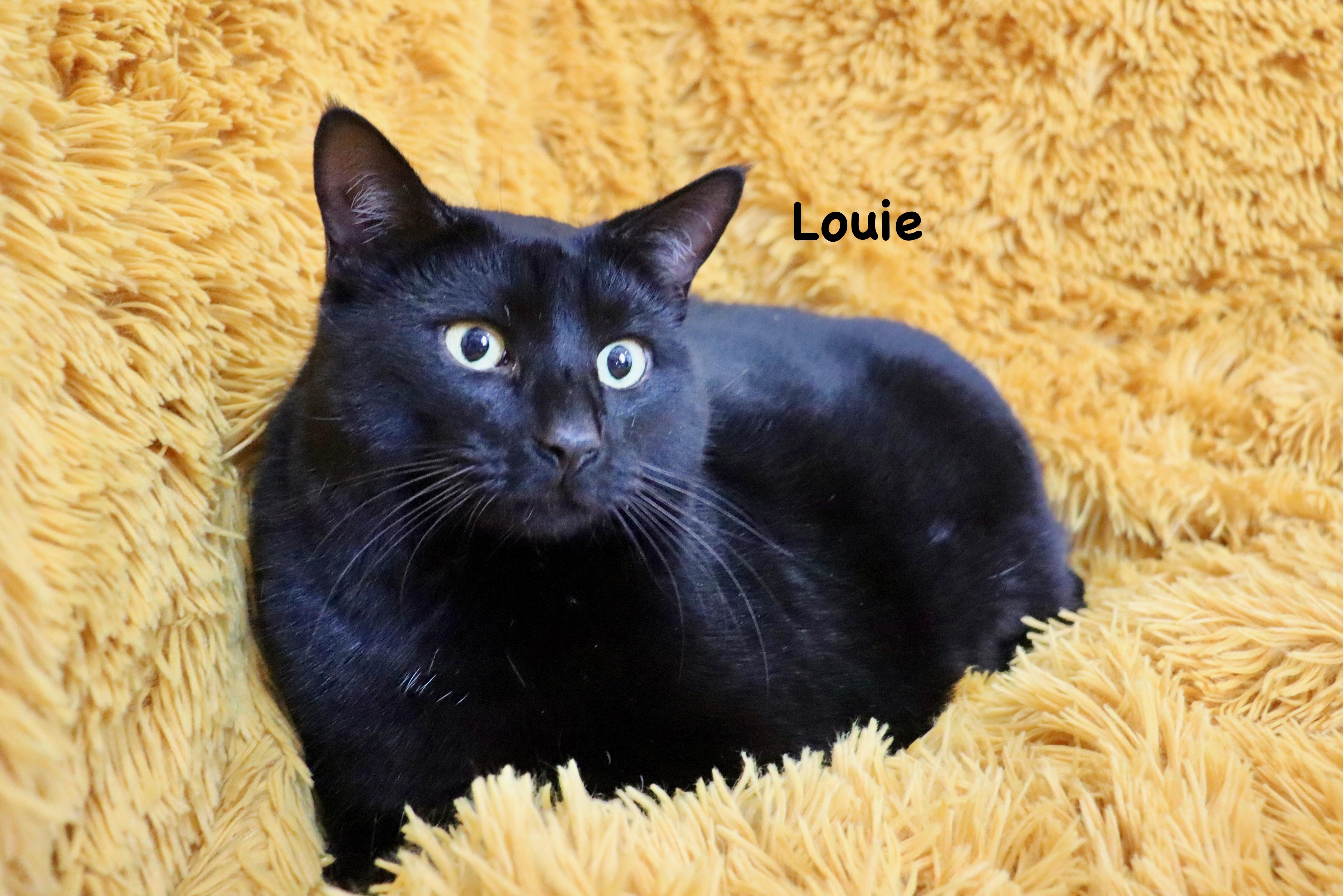 Ellie And Louie thumbnail 4