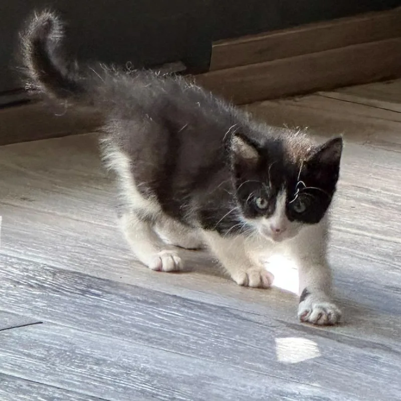 A baby small-sized female Black Domestic Short Hair cat named Dippin Dots for adoption in Austin, TX
