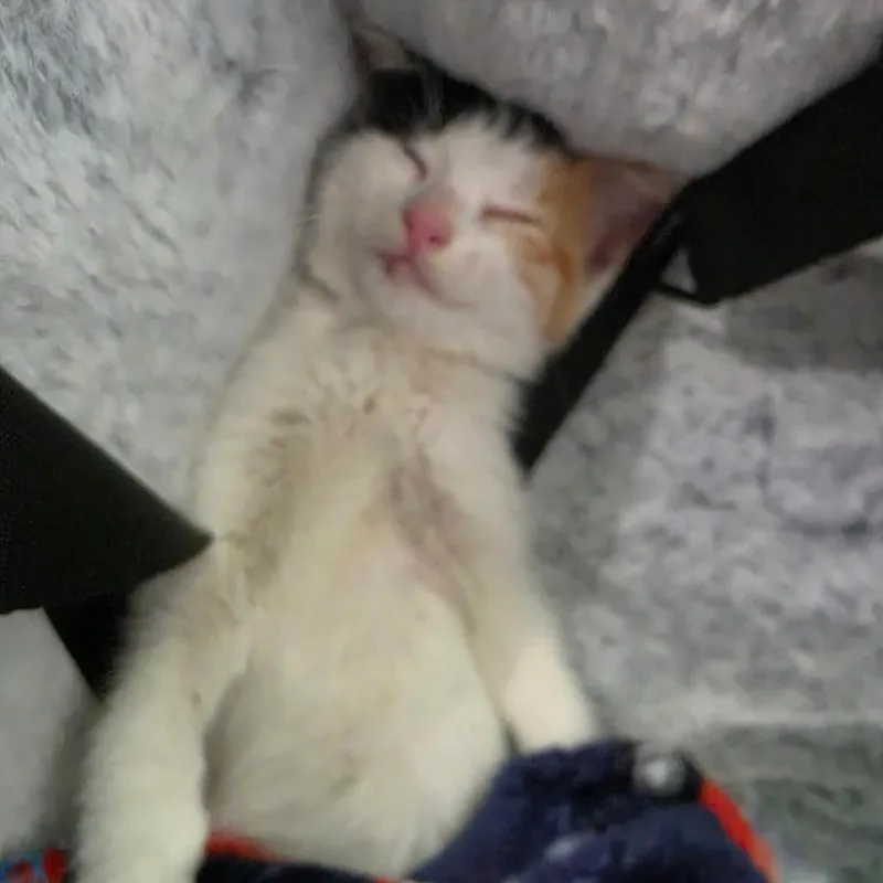 A baby small-sized female Domestic Short Hair cat named Suzie for adoption in Austin, TX