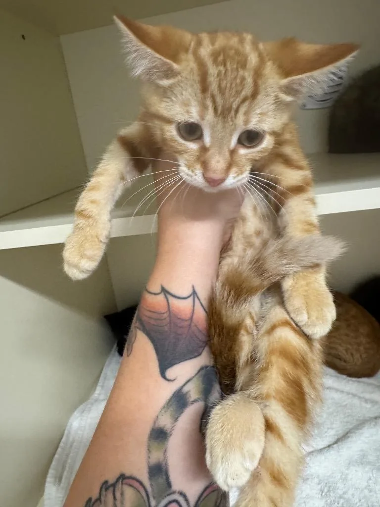 A baby medium-sized male Domestic Short Hair cat named Ciao for adoption in Bloomington, IN