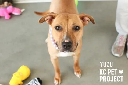 An adult large-sized female Yellow / Tan / Blond / Fawn Pit Bull Terrier dog named Yuzu for adoption in Kansas City, MO