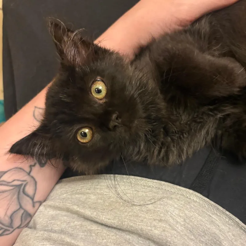 A baby small-sized female Black Domestic Long Hair cat named Spice for adoption in Wappingers Falls, NY