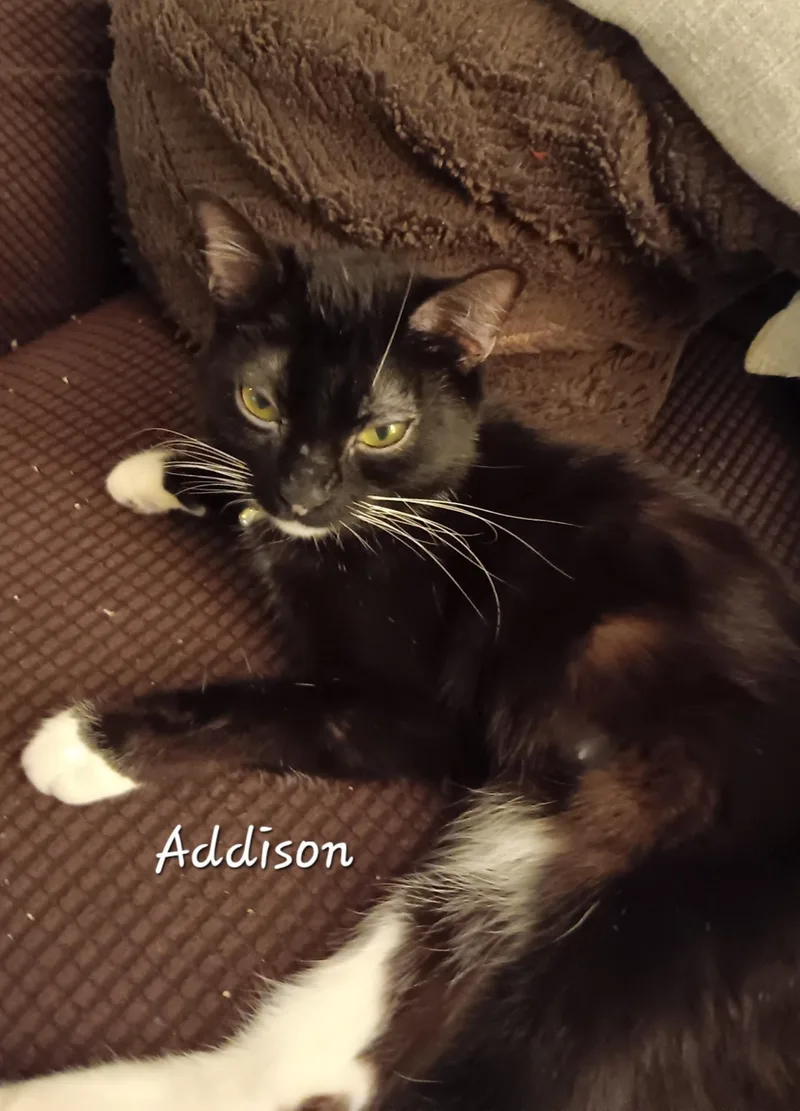 A young medium-sized female Black & White / Tuxedo Domestic Short Hair cat named Addison for adoption in Redondo Beach, CA