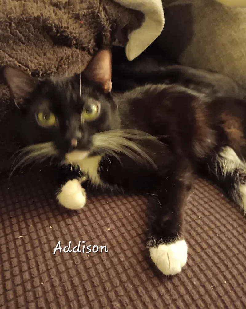Addison thumbnail 2