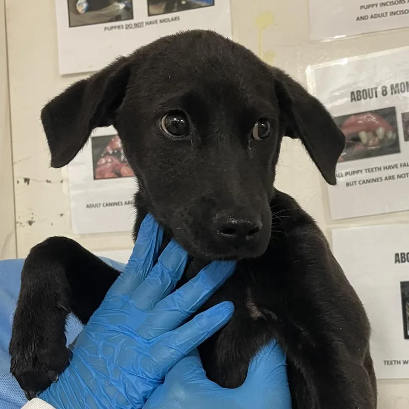 Princess thumbnail 2