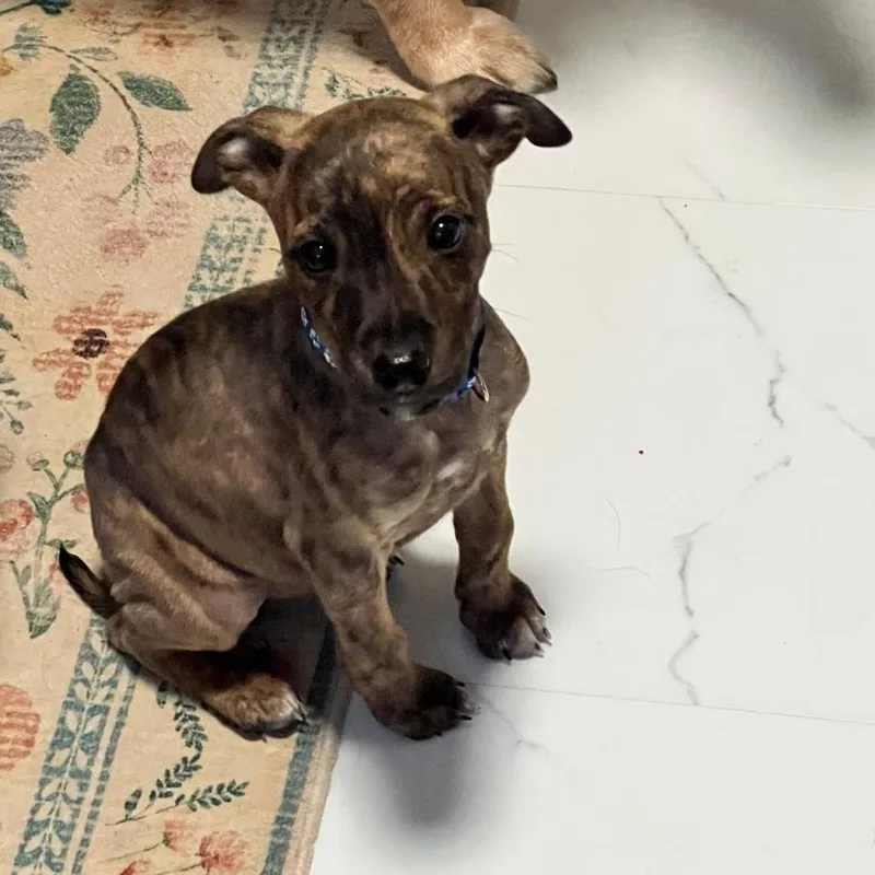 Harper