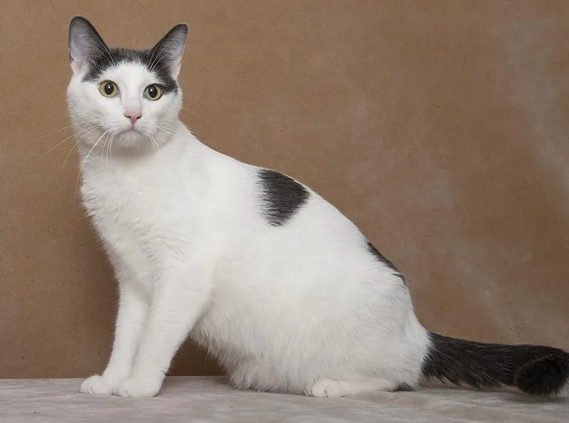 A young medium-sized male White Domestic Short Hair cat named Eddie for adoption in Chicago, IL