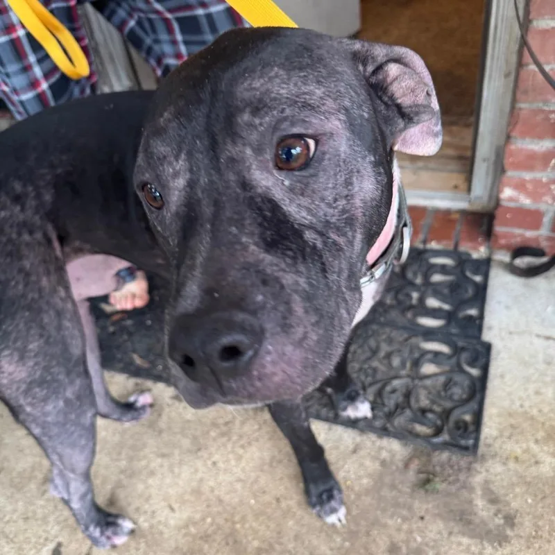 An adult medium-sized male Black Mixed Breed dog named Ozzy Pawsborne for adoption in Columbus, GA