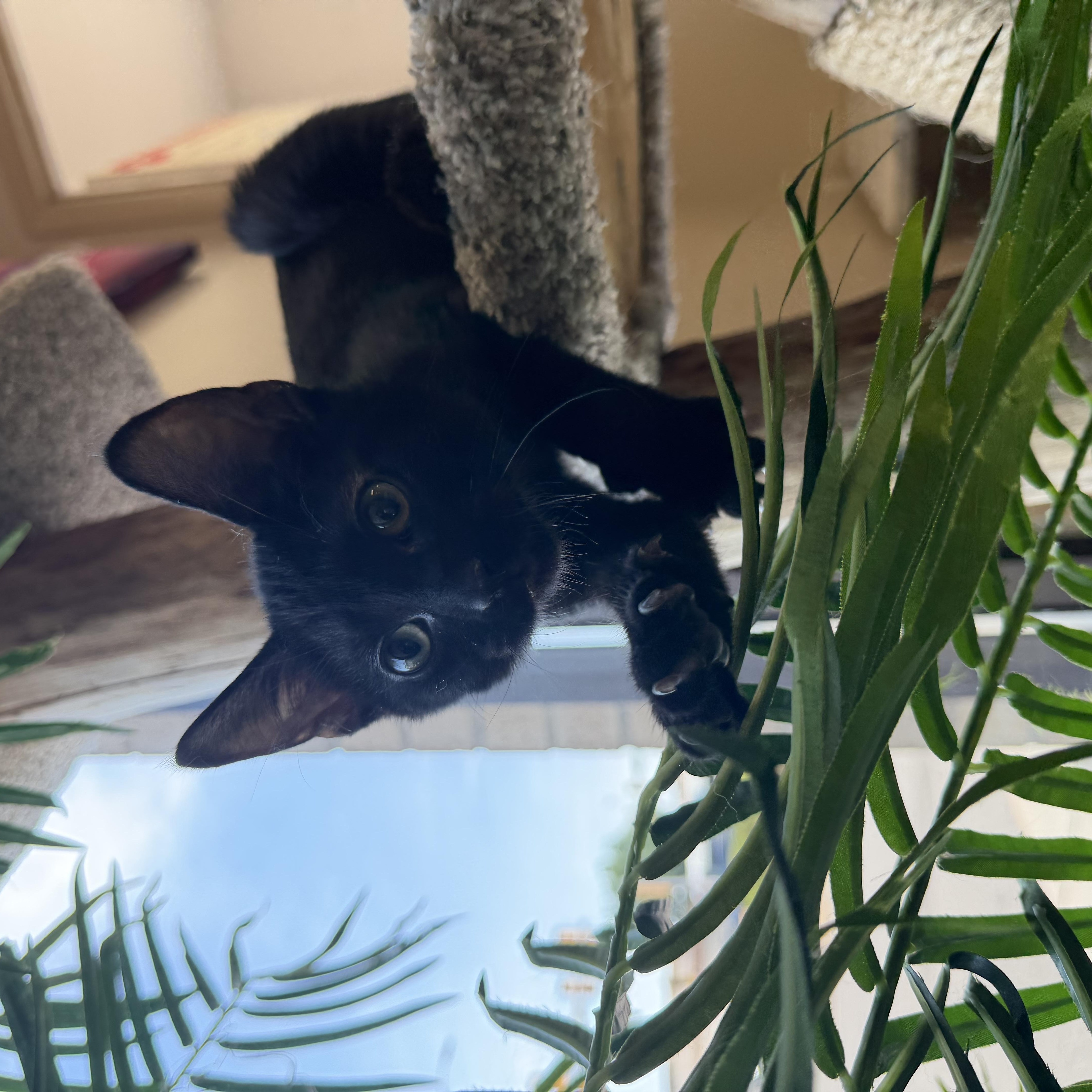 A baby medium-sized male Black Domestic Short Hair cat named Ben for adoption in Madison, WI