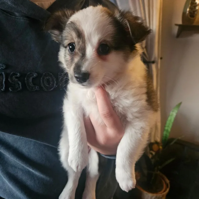 A baby medium-sized male Brown / Chocolate American Eskimo Dog dog named Alex for adoption in Tomah, WI