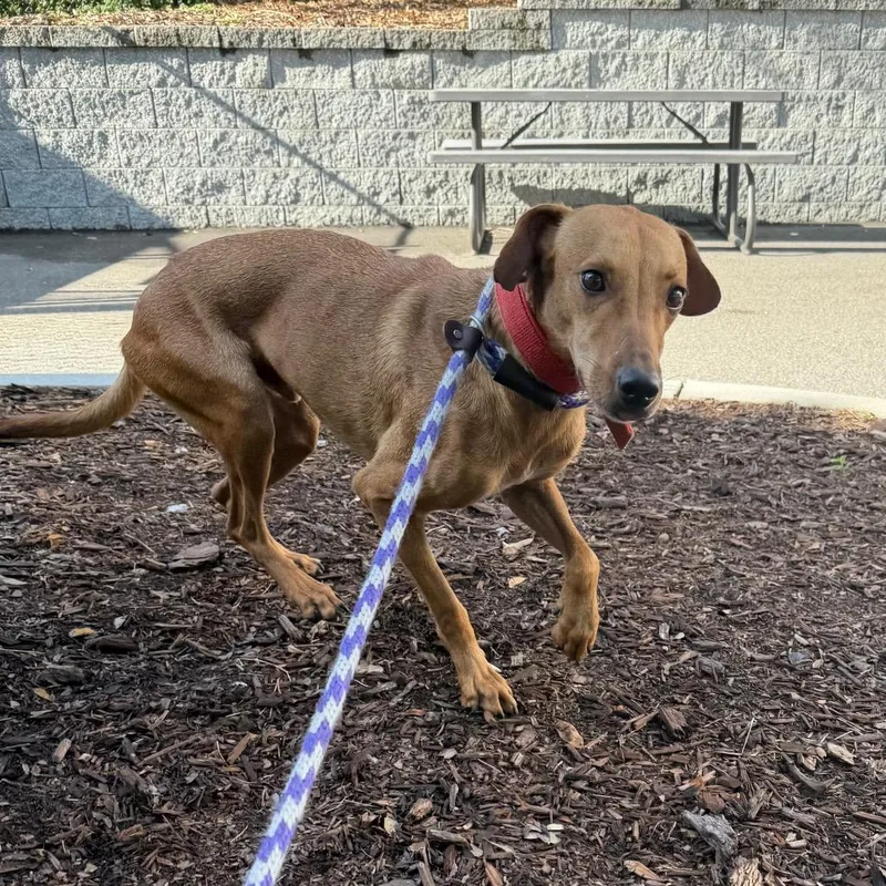 An adult medium-sized male Brown / Chocolate Mixed Breed dog named Red for adoption in Tampa, FL