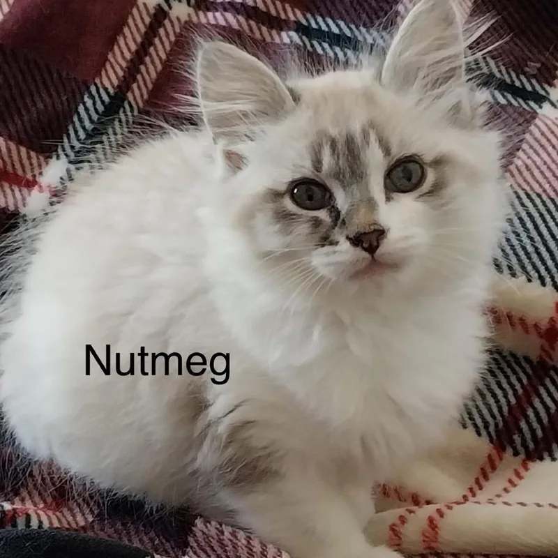 A baby small-sized female Tortoiseshell Domestic Long Hair cat named Nutmeg for adoption in Baker City, OR