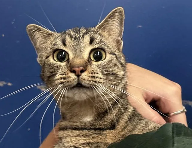 A young medium-sized female Tabby (Brown / Chocolate) Domestic Short Hair cat named Sage for adoption in Columbus, IN