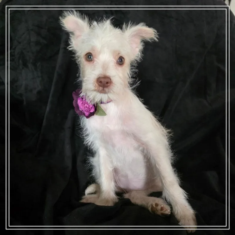 A baby small-sized female White / Cream Terrier dog named Nil for adoption in Chandler, AZ