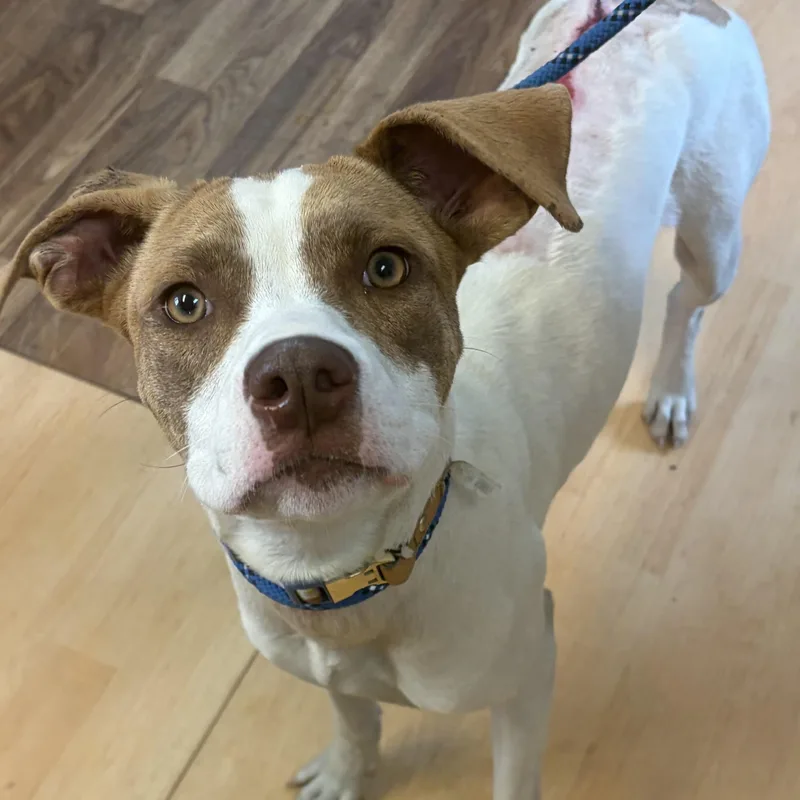 An adult medium-sized female White / Cream Mixed Breed dog named Meg for adoption in Washington, PA