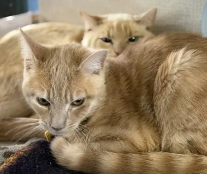 An adult medium-sized male Tabby (Orange / Red) Domestic Short Hair cat named Waffleton BONDED TO WHISKERONI for adoption in Stanwood, WA