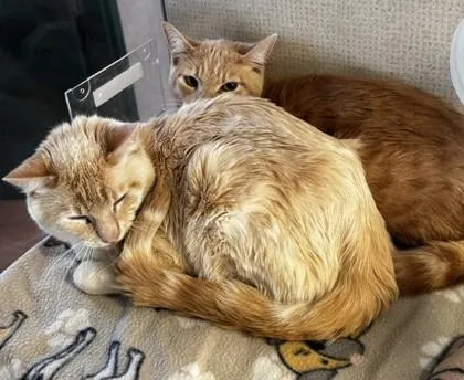 Waffleton BONDED TO WHISKERONI thumbnail 2