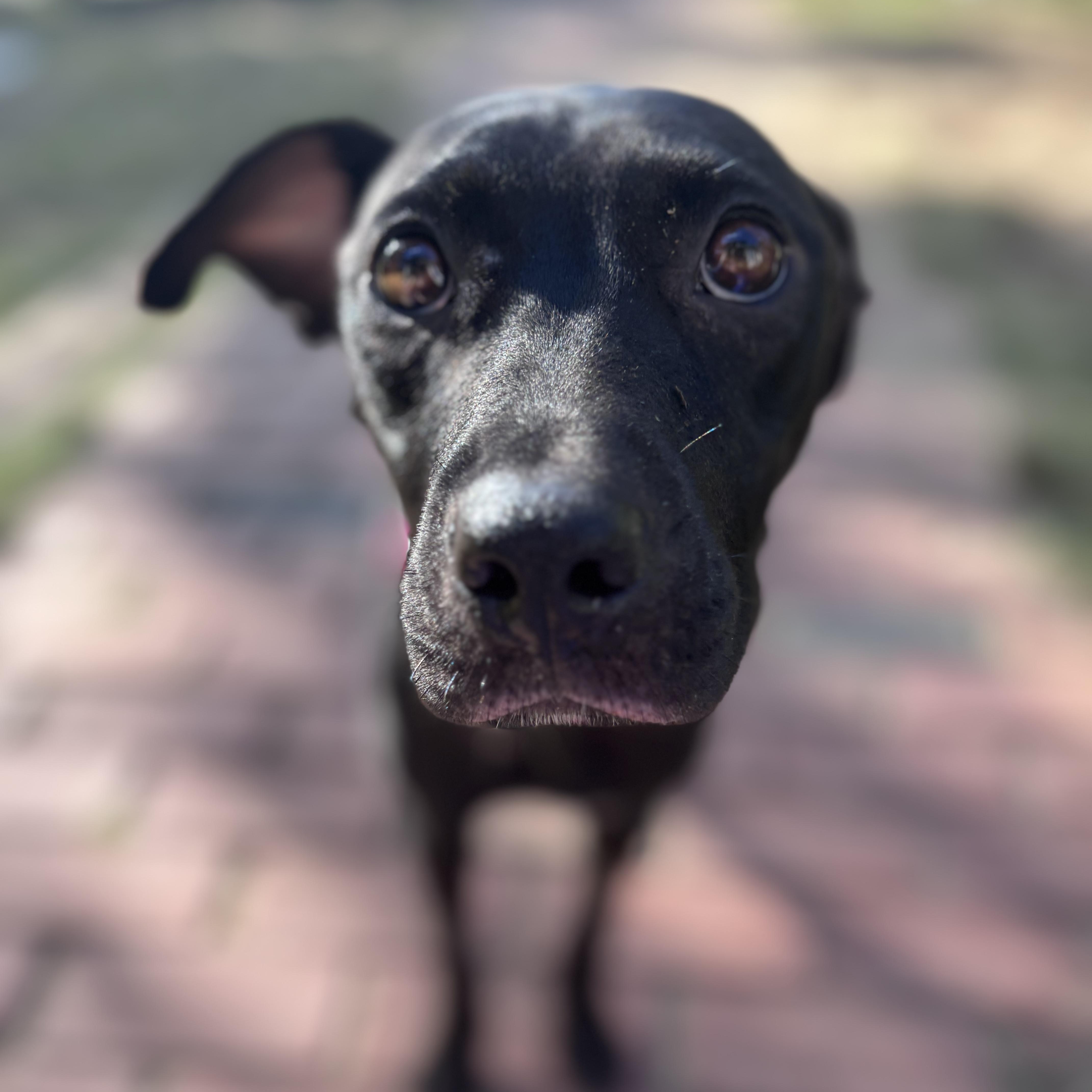 A young medium-sized female Black Labrador Retriever dog named Victoria Momma Rascals for adoption in Andover, MA