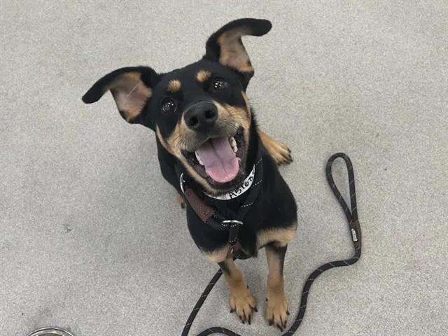 Biscuit