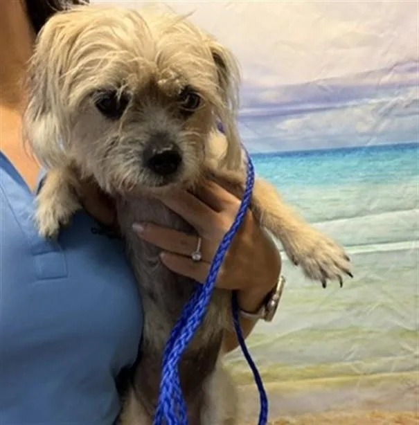 An adult small-sized female Shih Tzu dog named Mimi for adoption in Miami, FL