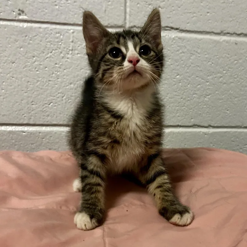 A baby small-sized male Brown / Chocolate Domestic Short Hair cat named Robin Egg Blue for adoption in Spruce Pine, NC