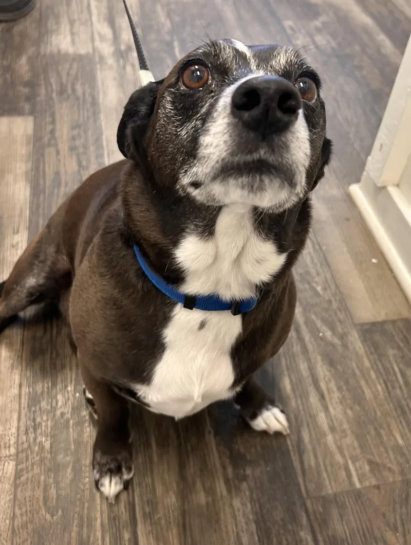 An adult small-sized male Black Terrier dog named Prince for adoption in Germanton, NC