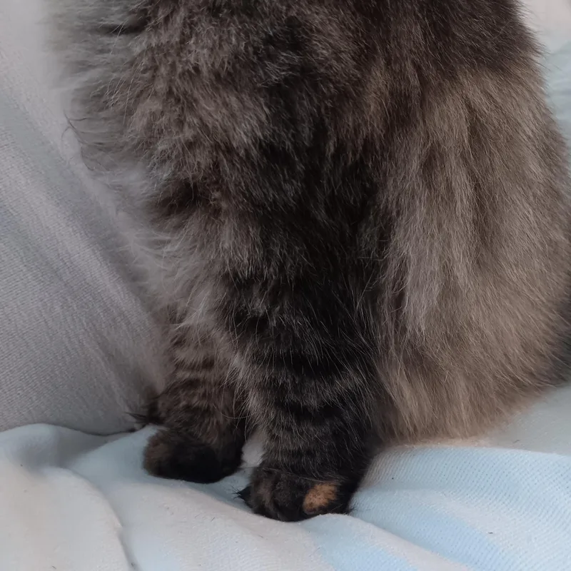 Willow thumbnail 3