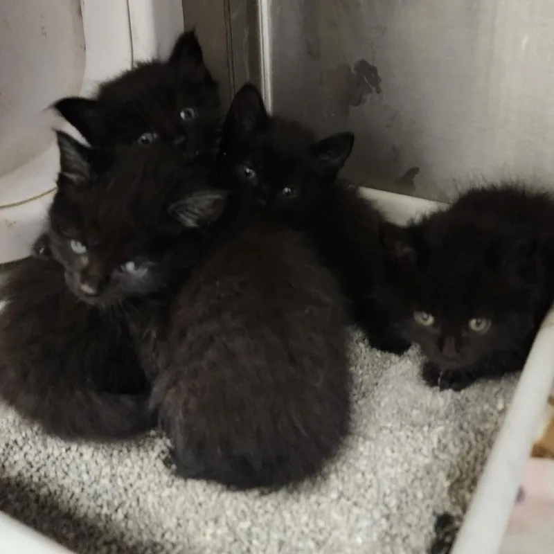 A baby small-sized male Black Domestic Short Hair cat named Quenton for adoption in Evensville, TN