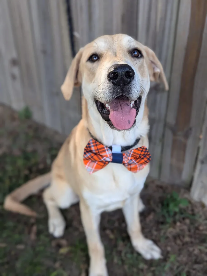 Graham Cracker thumbnail 2