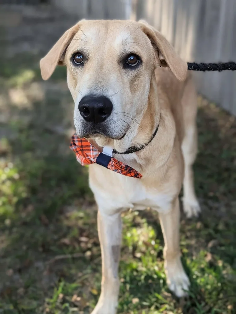 Graham Cracker thumbnail 3