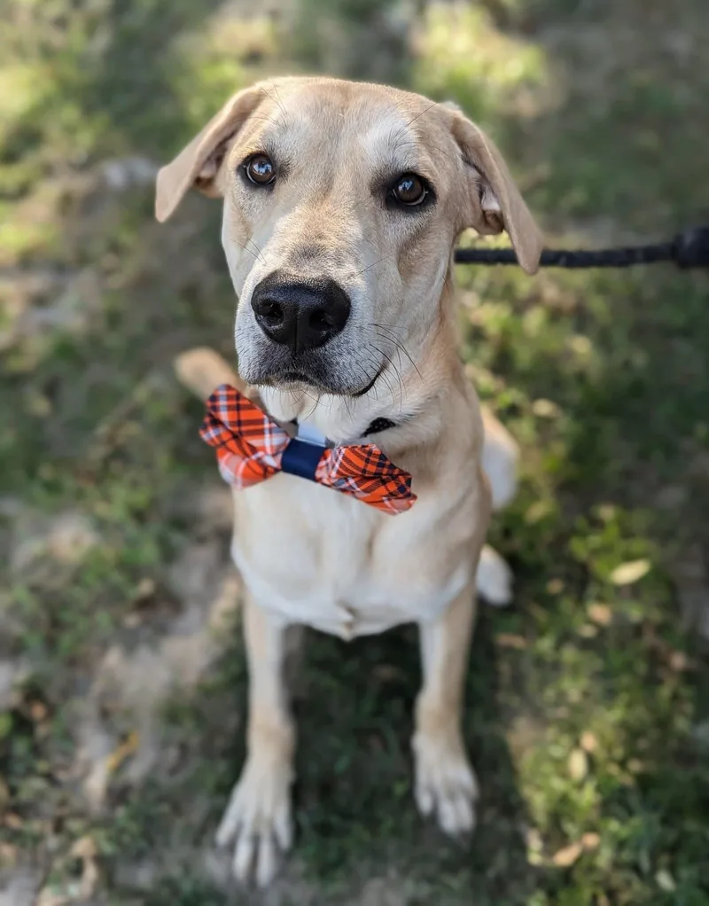 Graham Cracker thumbnail 4