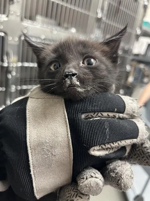 A baby small-sized male Domestic Short Hair cat named Callie for adoption in Las Vegas, NV