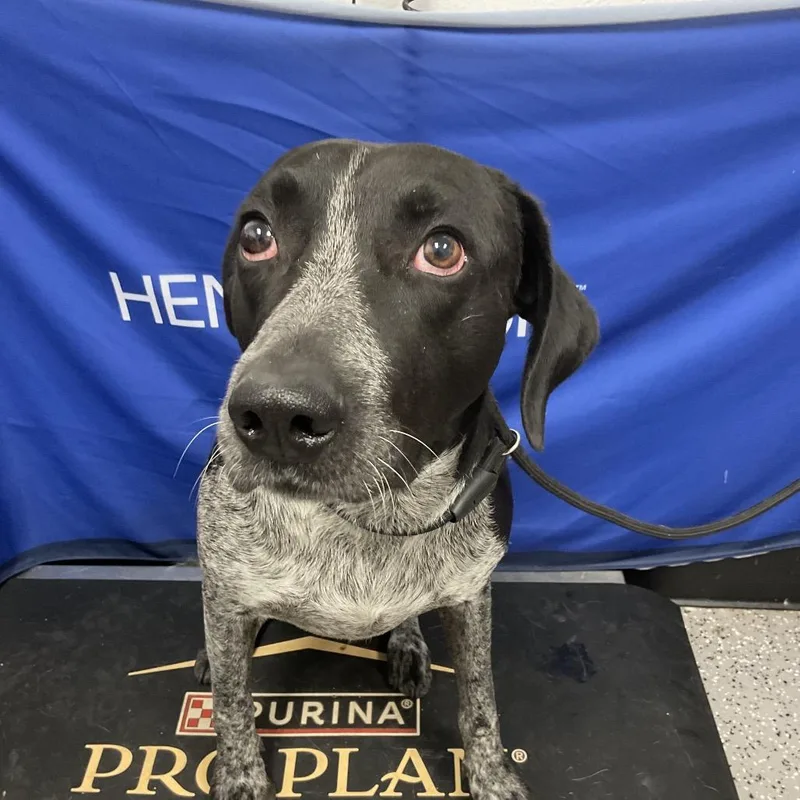 A baby large-sized male Black German Shorthaired Pointer dog named HACCStray for adoption in Henderson, NV