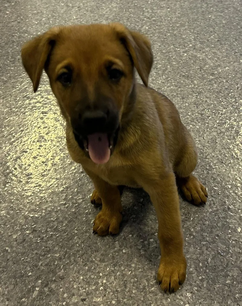 A baby medium-sized female Labrador Retriever dog named Sweet for adoption in Steeleville, IL
