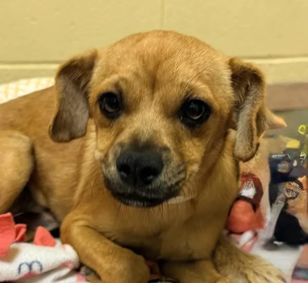 A baby medium-sized male Terrier dog named Wisin for adoption in Walnut Creek, CA
