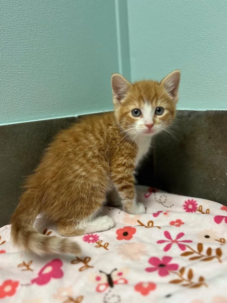 A baby small-sized male Tabby (Orange / Red) Domestic Short Hair cat named Colorado for adoption in Columbus, NE