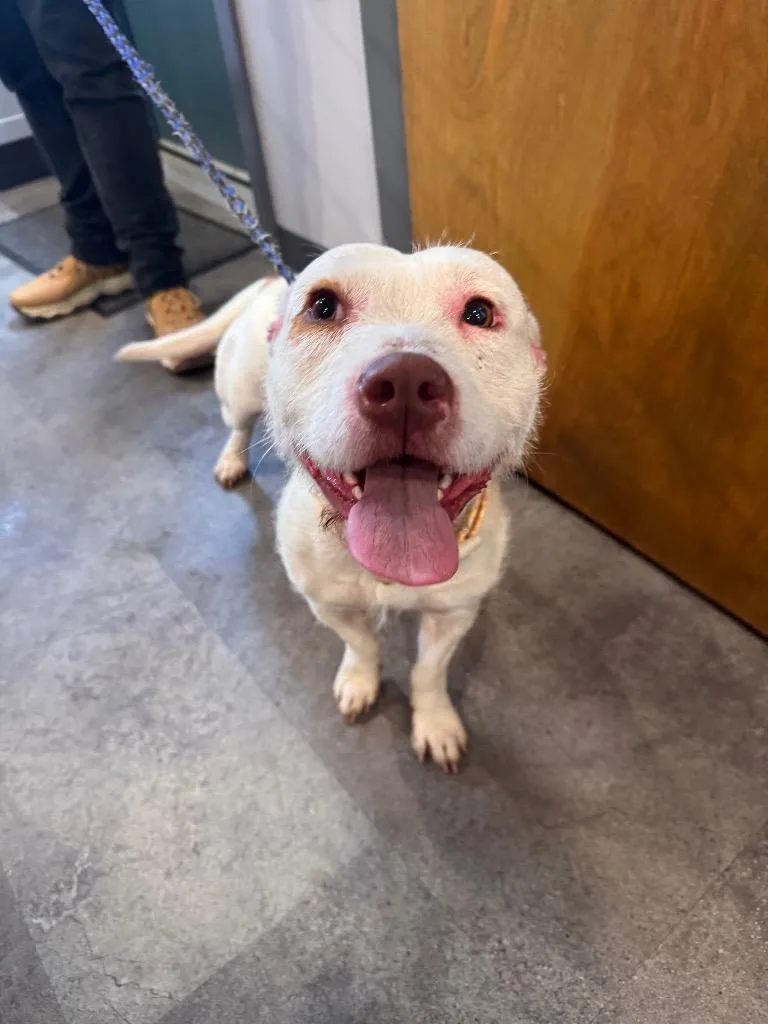A young small-sized female Terrier dog named Quivers for adoption in Pottsville, PA